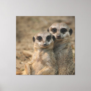Impressão Em Tela Meerkat 067
