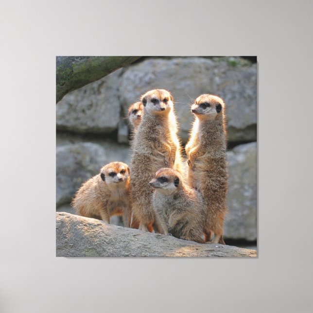 Impressão Em Tela Meerkat 110 (Frente)