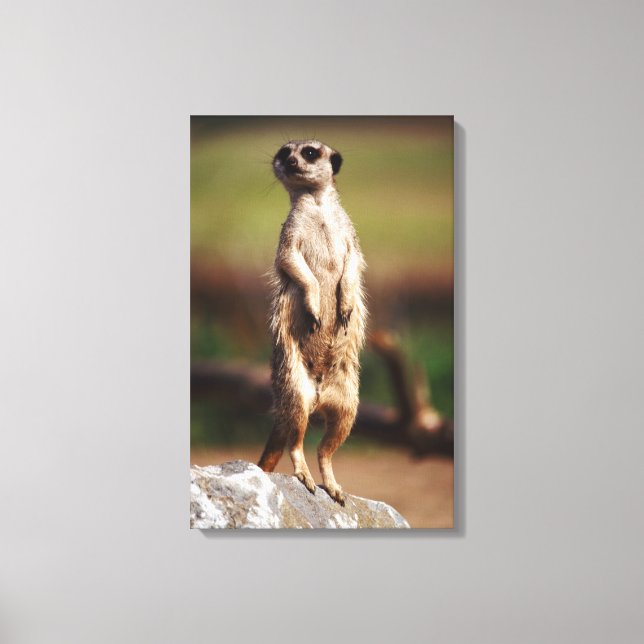 Impressão Em Tela meerkat de cauda pequena (Frente)