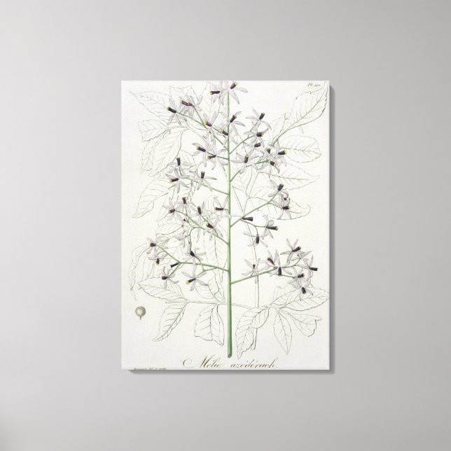 Impressão Em Tela Melia Azedarach, de 'Phytographie Medicale', por J (Frente)