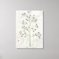 Melia Azedarach, de 'Phytographie Medicale', por J