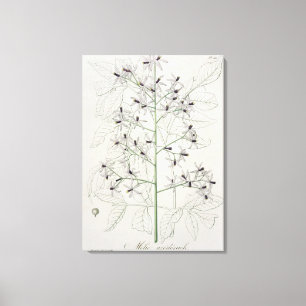 Impressão Em Tela Melia Azedarach de "Phytographie Medicale" por Jo