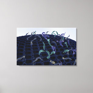 Impressão Em Tela Membrana celular amplificada