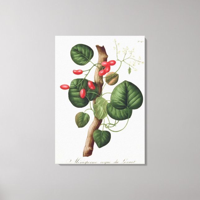 Impressão Em Tela Menispermum de 'Phytographie Medicale' por Joseph (Frente)