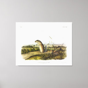 Impressão Em Tela Mexicano Marmot-Squirrel (Esquilo Mexicano no Solo