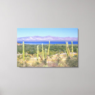 Impressão Em Tela México, Baja California Sur, Cardon Cactus em