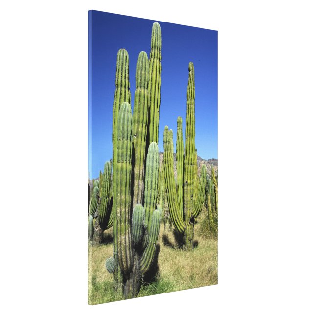 Poster Jardim De Cactus Caquetado Em Pote