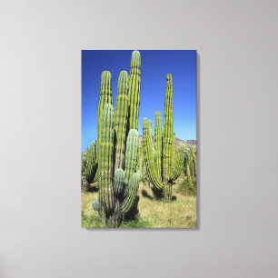Impressão Em Tela México, Sonora, San Carlos. Saguaro & Organ Pipe