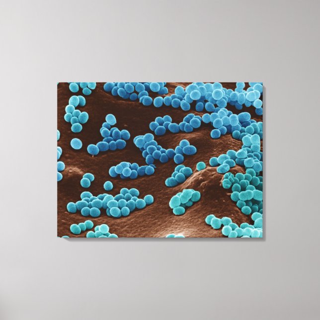 Impressão Em Tela Micrococcus Bacteria em ágar (Frente)