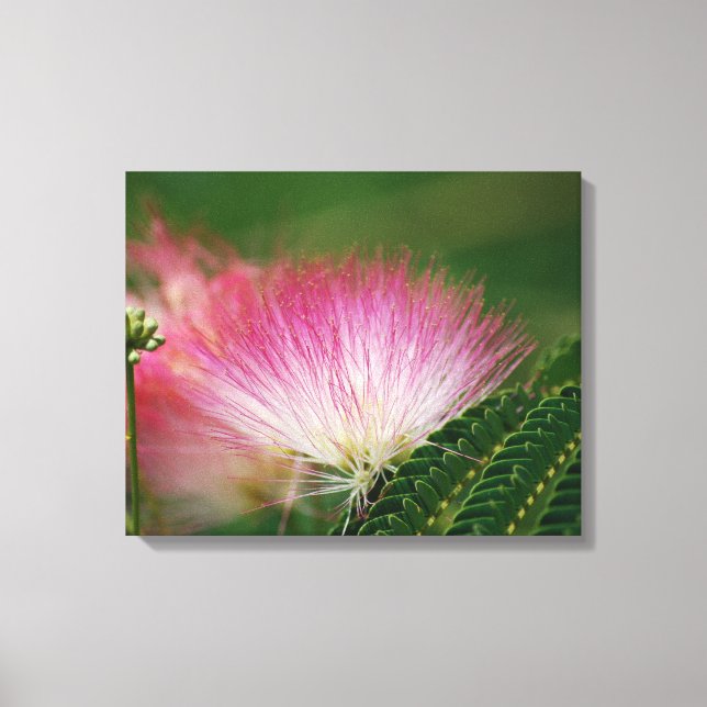 Impressão Em Tela Mimosa Rosa Sensateada (Frente)