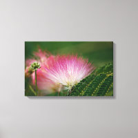 Mimosa Rosa Sensateada