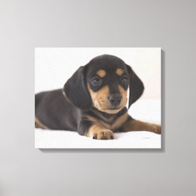 Impressão Em Tela Miniatura Dachshund (Frente)