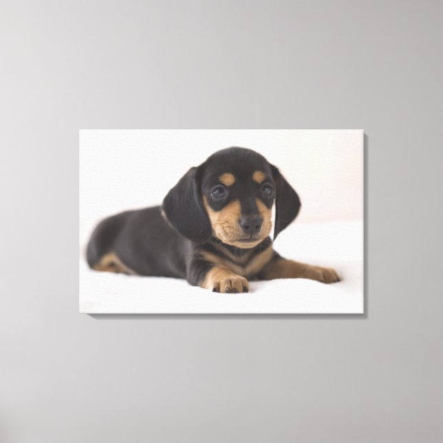 Impressão Em Tela Miniatura Dachshund (Frente)