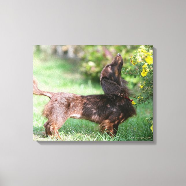 Impressão Em Tela Miniatura de cabelo longo Dachshund 1 (Frente)