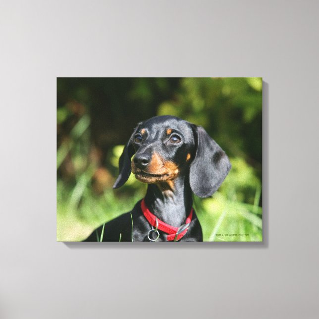 Impressão Em Tela Miniatura lisa Dachshund 3 (Frente)
