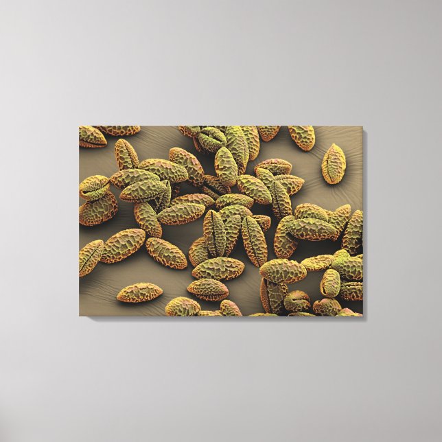 Impressão Em Tela Monocot pólen de uma Íris (Frente)