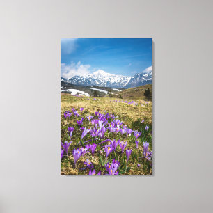 Impressão Em Tela Montanhas e flores de croco em Velika Planina, Sl