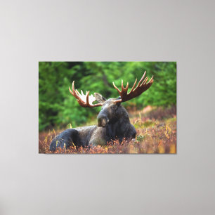 Impressão Em Tela Moose