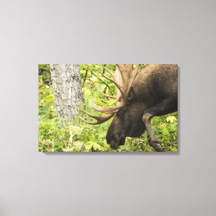 Impressão Em Tela Moose Sensante