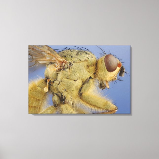 Impressão Em Tela Mosca de estrume amarela (Frente)