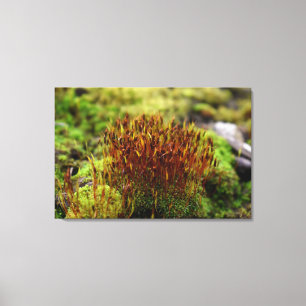 Impressão Em Tela Mosses