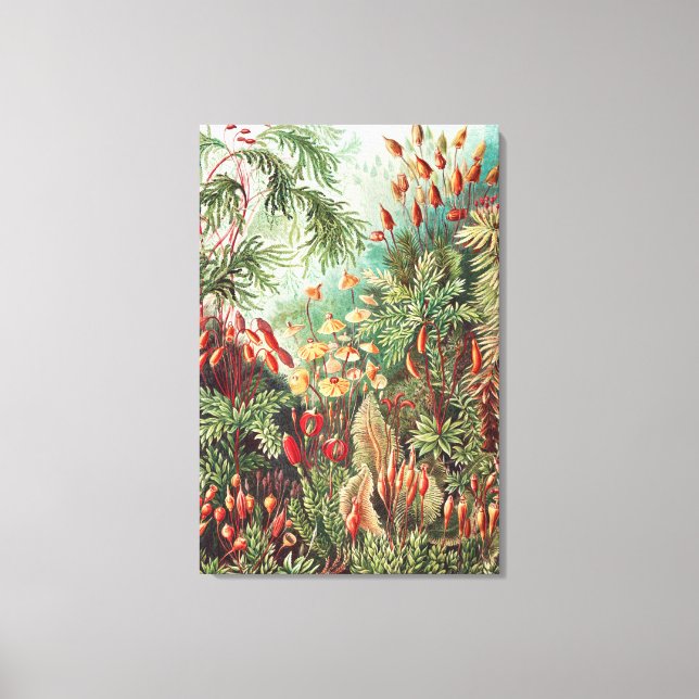 Impressão Em Tela Mosses, Muscinae Laubmoose por Ernst Haeckel (Frente)