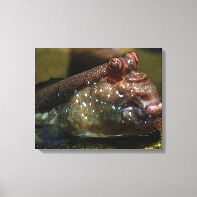 Impressão Em Tela Mudskipper Amphibist Fish Oxudercinae (Frente)