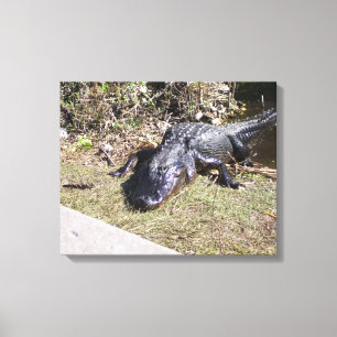 Impressão Em Tela Muito contente Alligador Preto dos Everglades