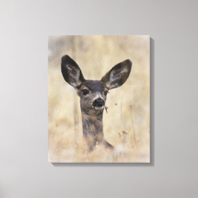 Impressão Em Tela Mule Deer Fawn (Frente)