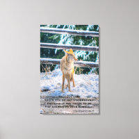 Mulher Coyote e Snow Wildlife Fotografia Art e Poe