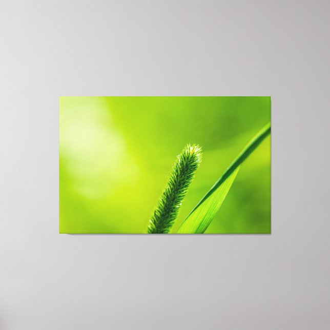 Impressão Em Tela Mundo Verde (Frente)