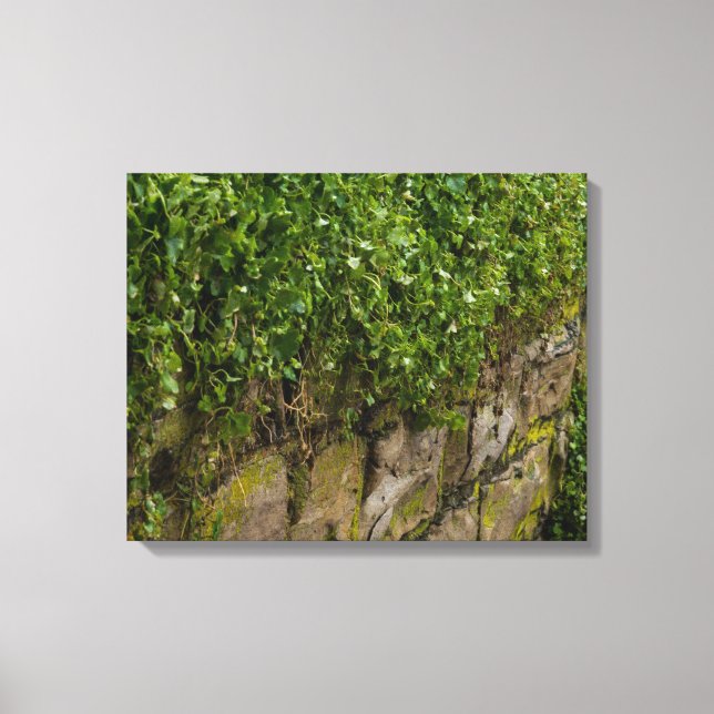 Impressão Em Tela Muro De Ivy (Frente)