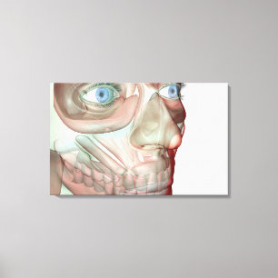 Impressão Em Tela Musculoskeleton da cara 3