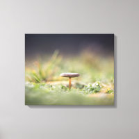 Mushroom Nature Photo