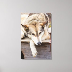 Impressão Em Tela N.A., EUA, Alasca. Cães de trenó Husky