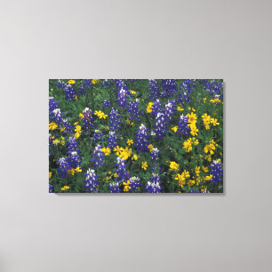 Impressão Em Tela N.A., EUA, Texas, Marble Falls, Blue Bonnets