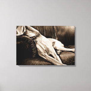 Impressão Em Tela Nação de Weimaraner: "Tomando sobre o sofá "