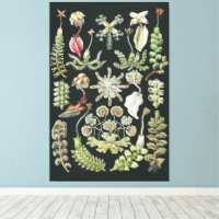 Natureza Científica Arte Ernst Haeckel Hepáticas