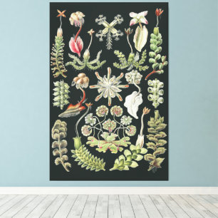 Impressão Em Tela Natureza Científica Arte Ernst Haeckel Hepáticas