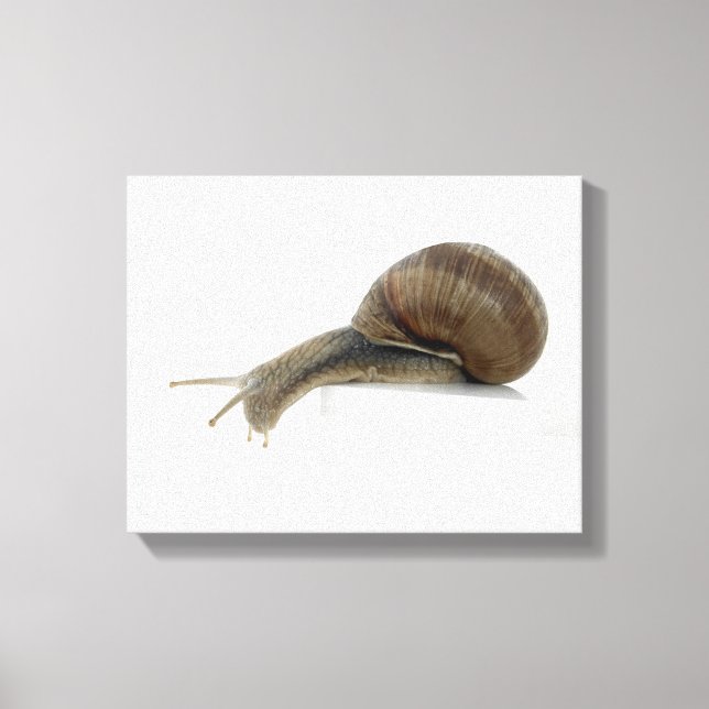 Impressão Em Tela Normalsnail (Frente)