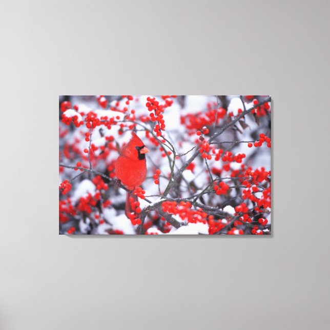 Impressão Em Tela Norte Cardinal masculino, Winter, IL (Frente)