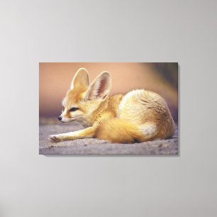 Impressão Em Tela Norte da África. Feneco Fennecus zerda)