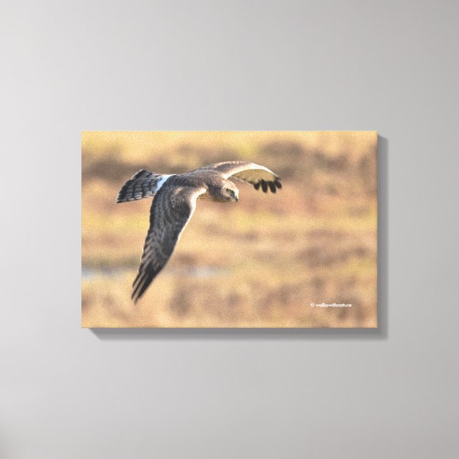 Impressão Em Tela Norte espantoso Harrier na caça no pântano (Frente)