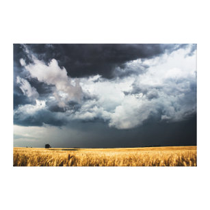 Impressão Em Tela Nuvens de tempestade sobre o campo de trigo Ouro n
