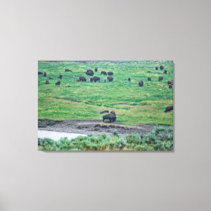 Impressão Em Tela O Bison Americano