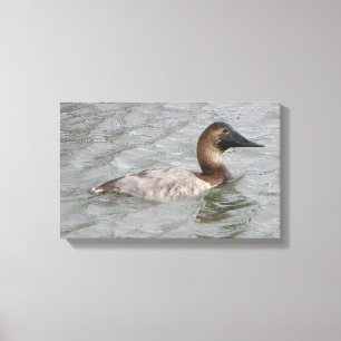 Impressão Em Tela O Canvasback fêmea um grande pato de mergulho