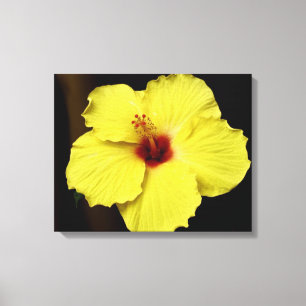 Impressão Em Tela O chinês lindo do hibiscus aumentou flor de