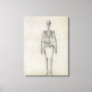 Impressão Em Tela O esqueleto humano, vista anterior, da série