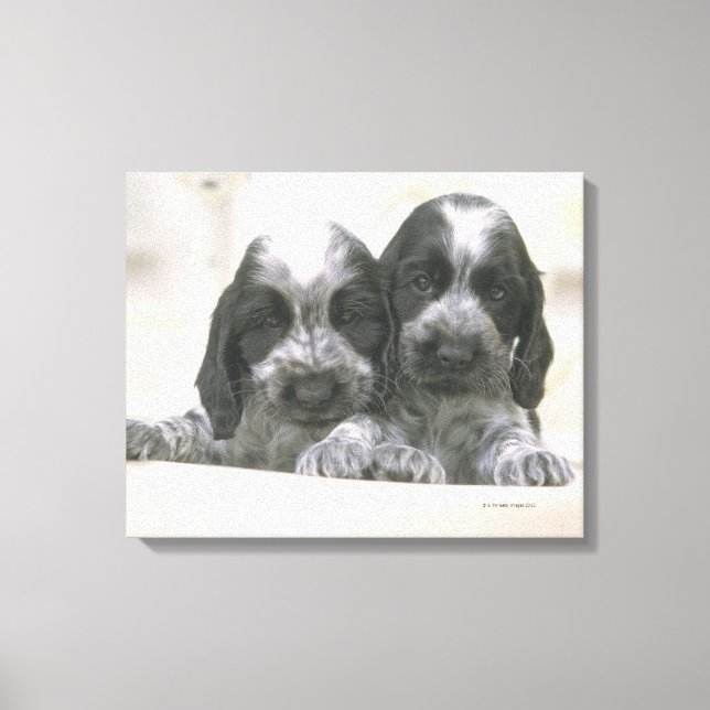 Impressão Em Tela O inglês Cocker Spaniel é uma raça de cães. O (Frente)