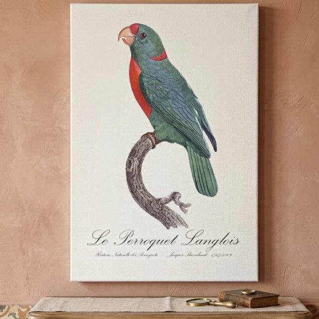 Impressão Em Tela O Papagaio Langlois de Jacques Barraband (Le Perroquet Langlois by Jacques Barraband. Canvas Print)